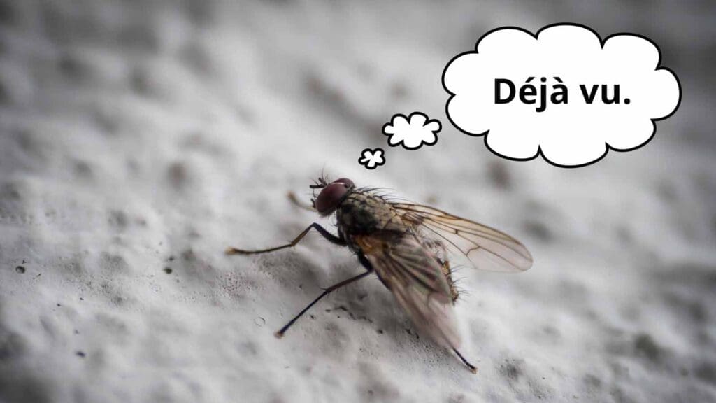 170627-marketing-plan-frustrated-fly-on-the-wall