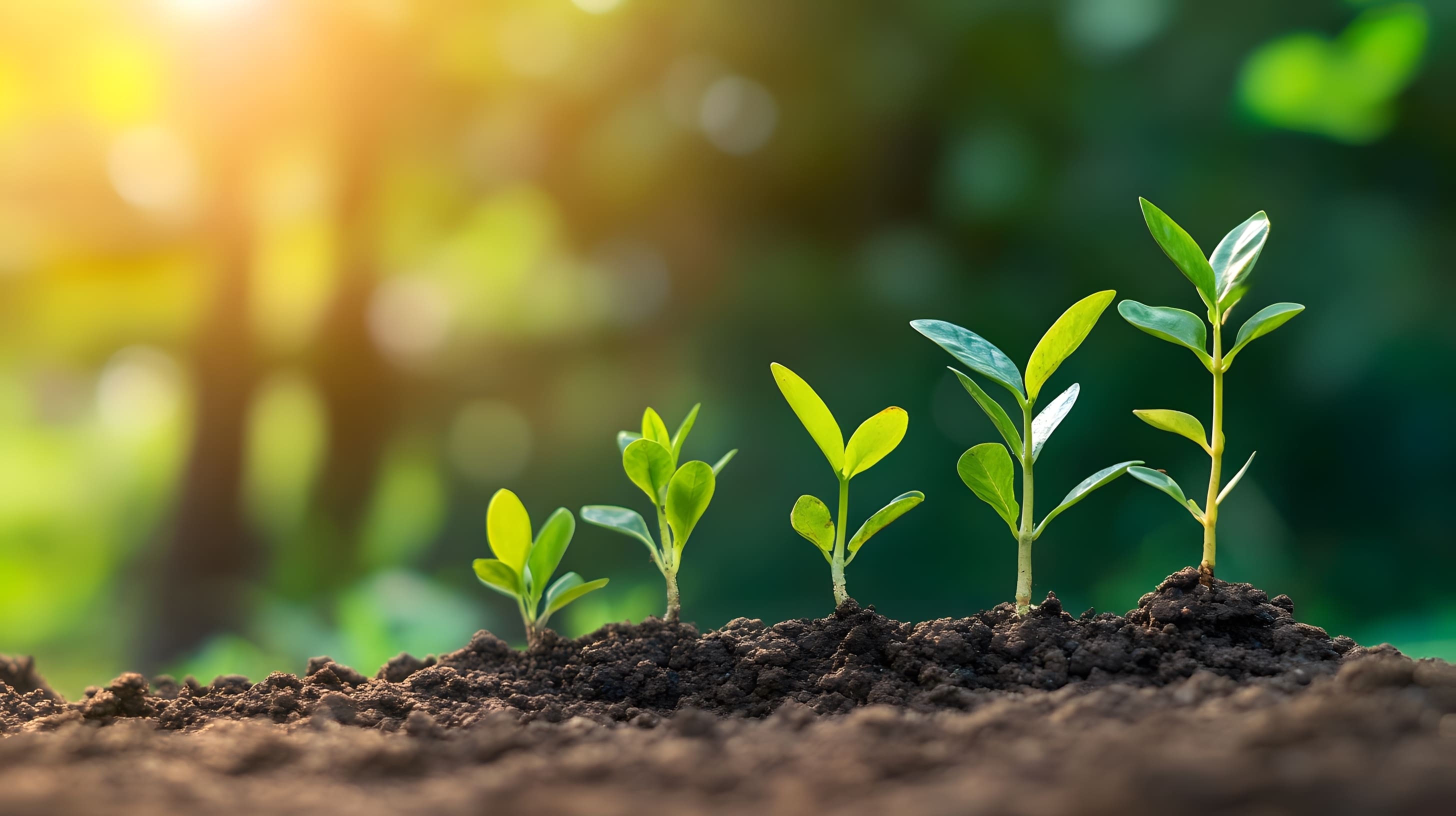 Five green seedlings growing in a line under sunlight, symbolizing business growth and marketing evolution through different stages.